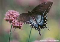 farfalla papillo troilus 200